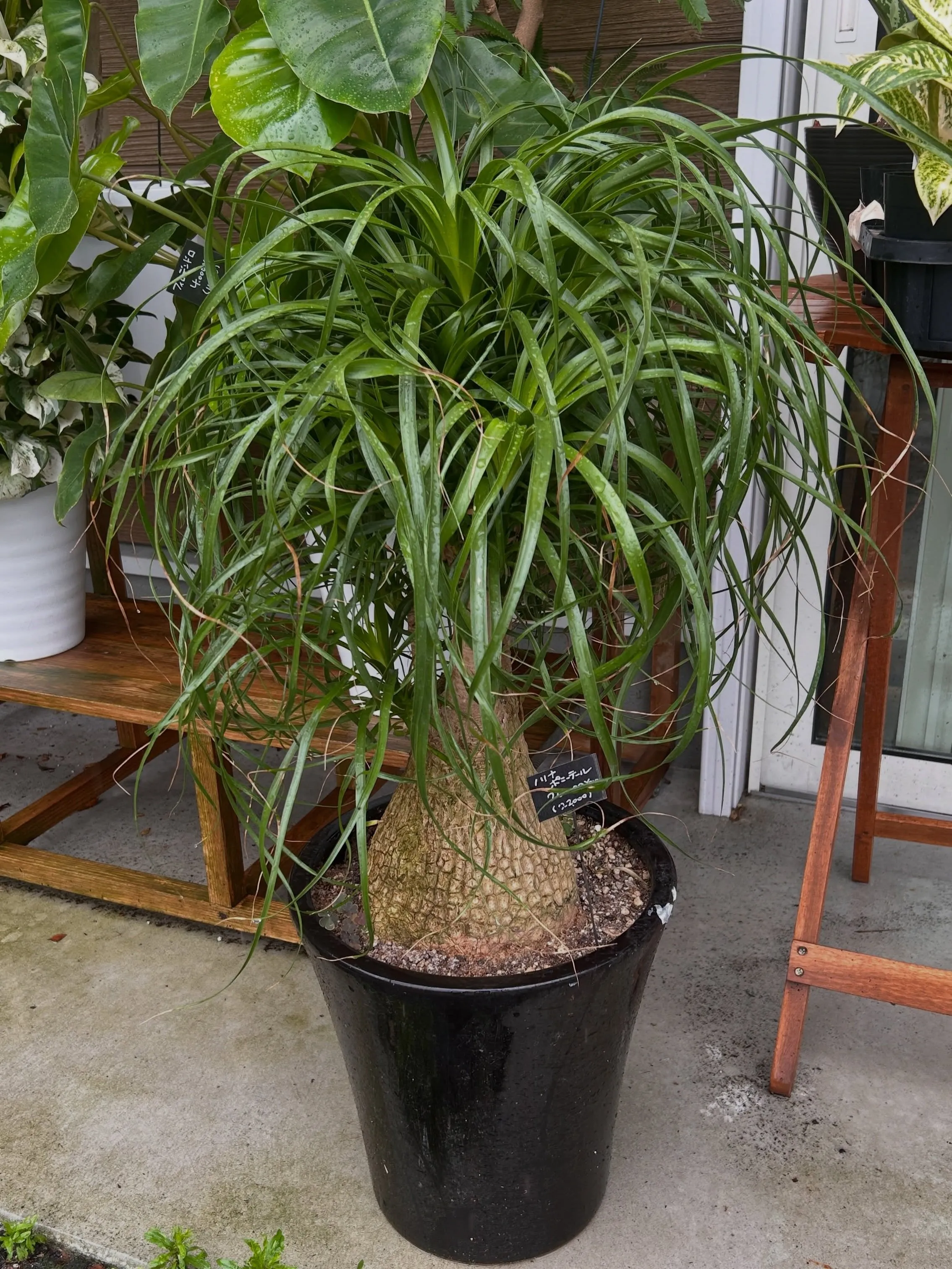 本日6月25日より、月末観葉植物セールです。