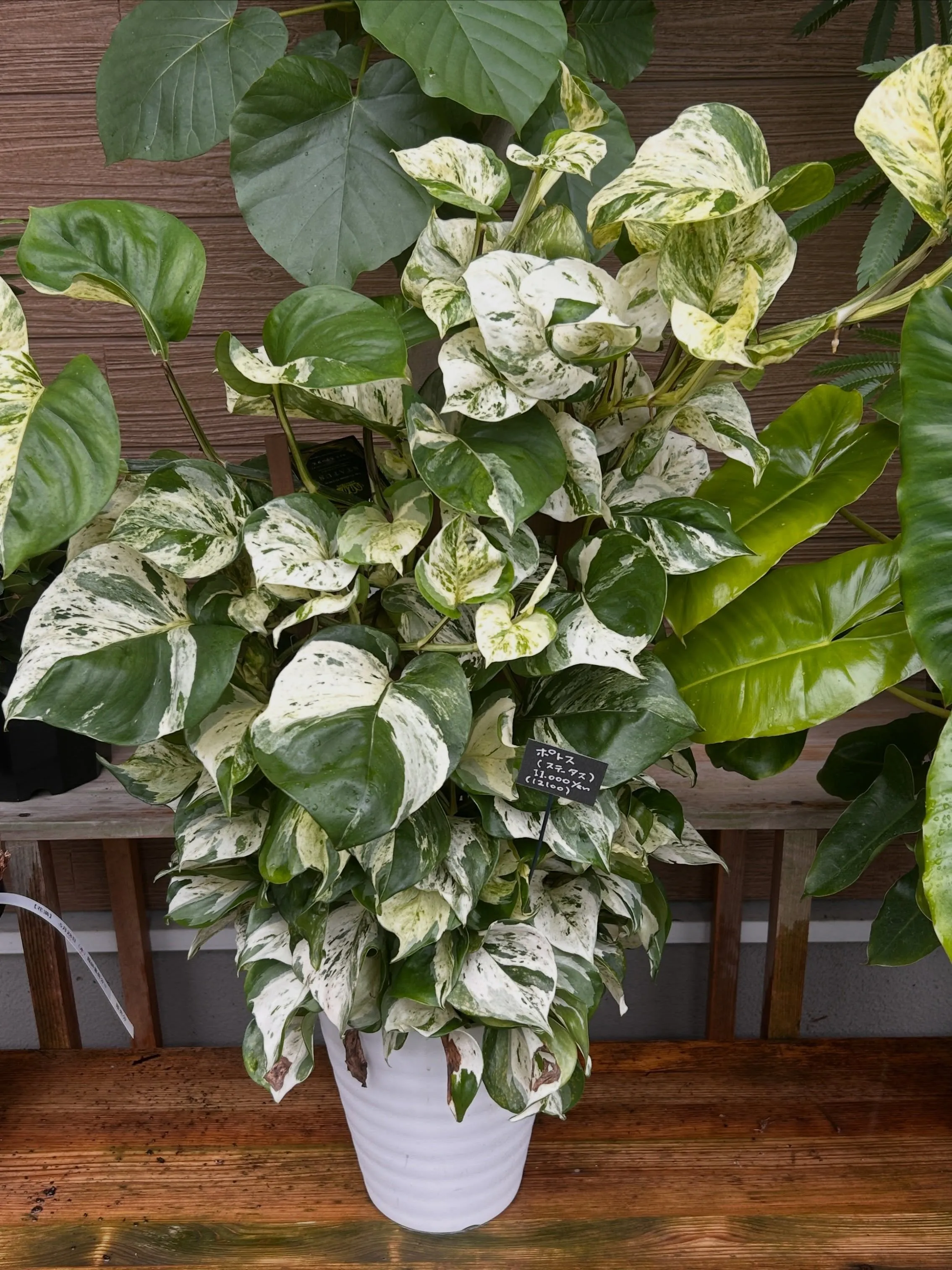 本日6月25日より、月末観葉植物セールです。