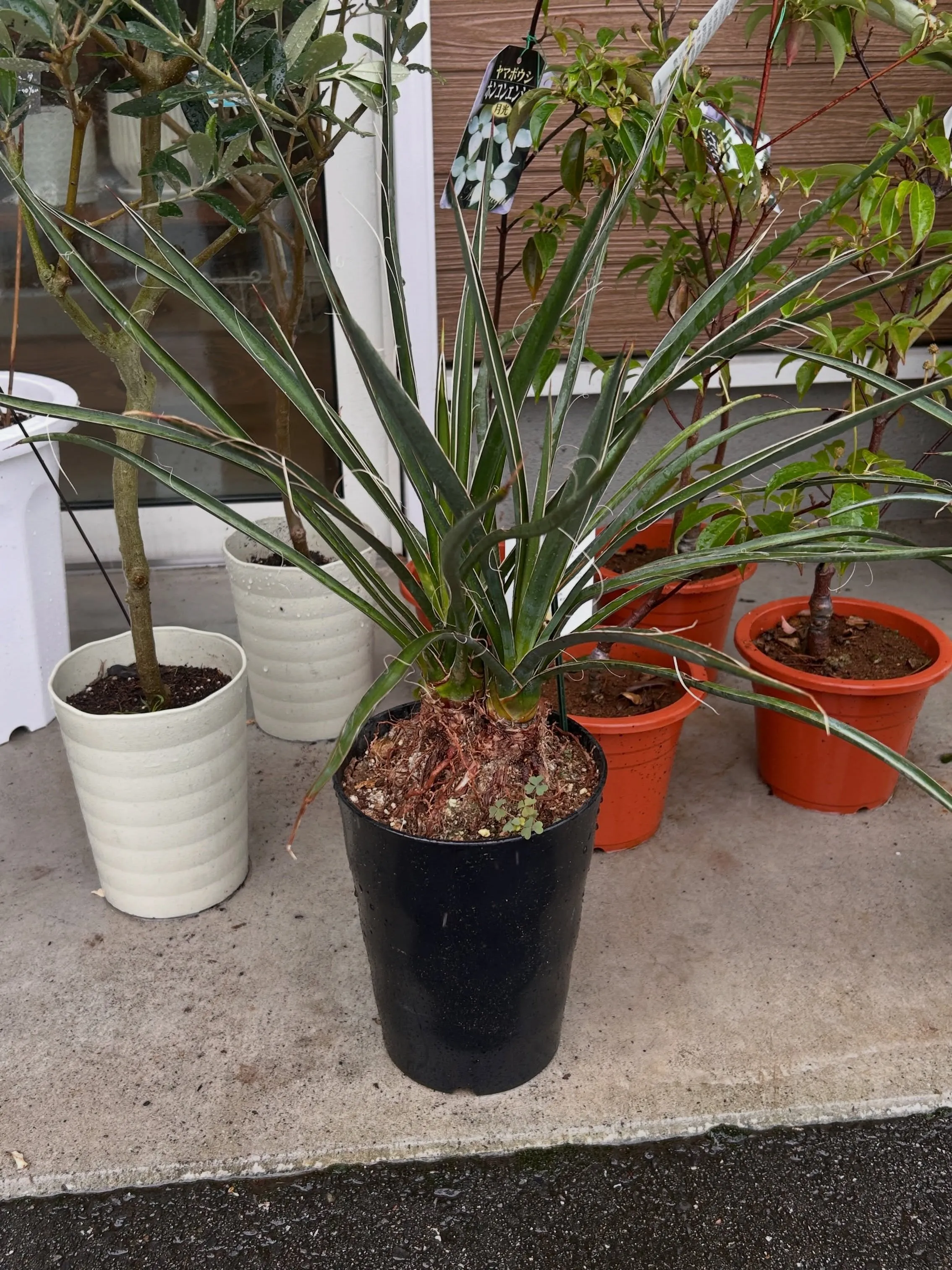 本日6月25日より、月末観葉植物セールです。