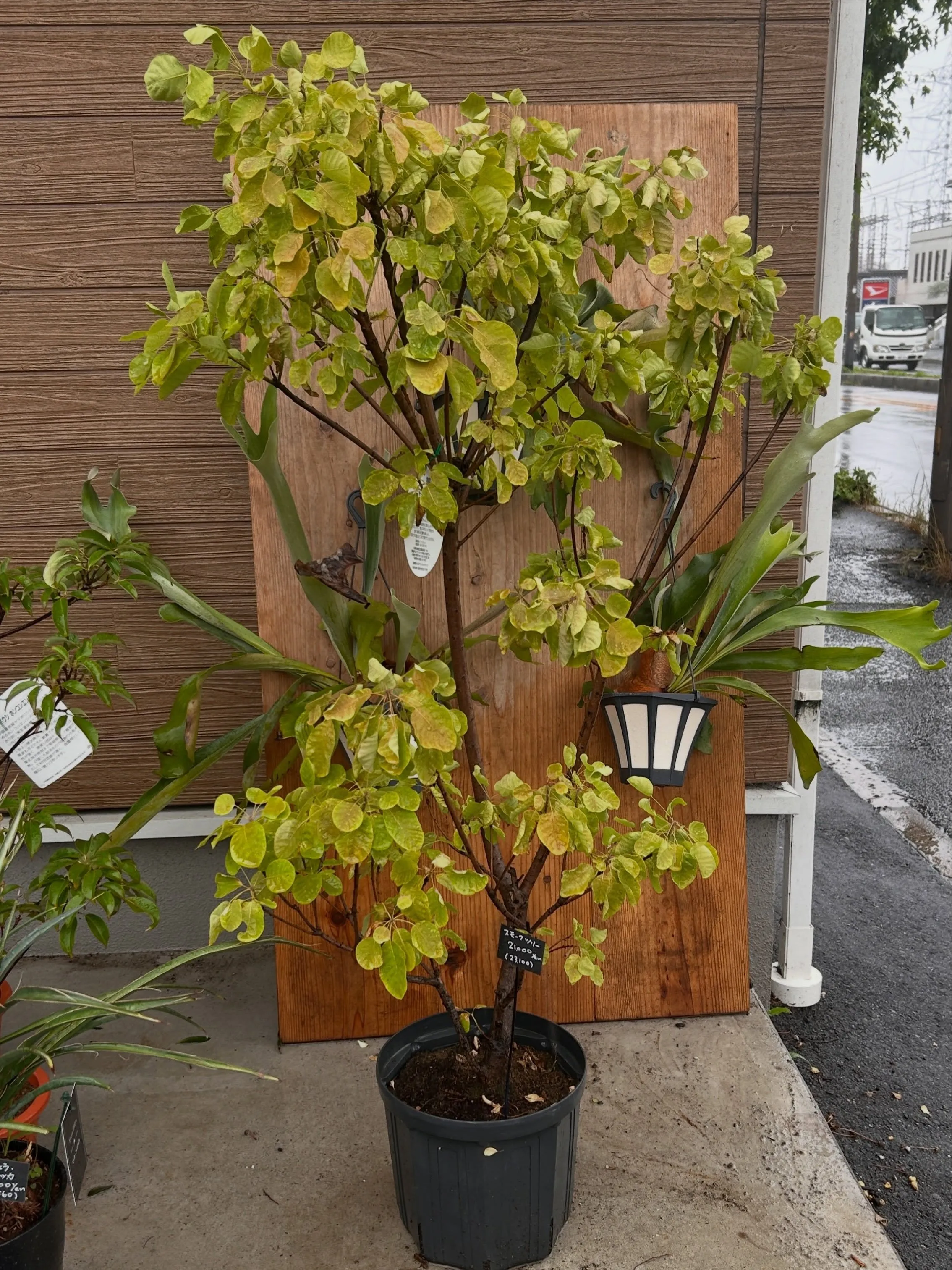 本日6月25日より、月末観葉植物セールです。