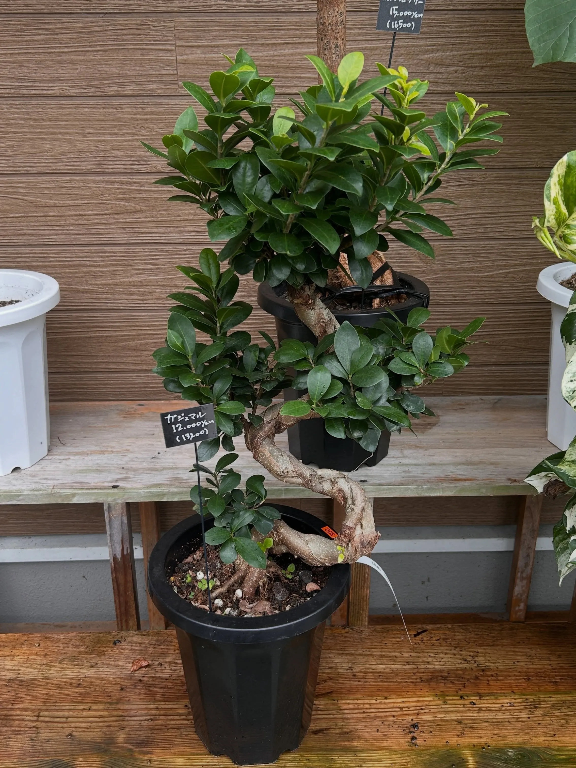 本日6月25日より、月末観葉植物セールです。
