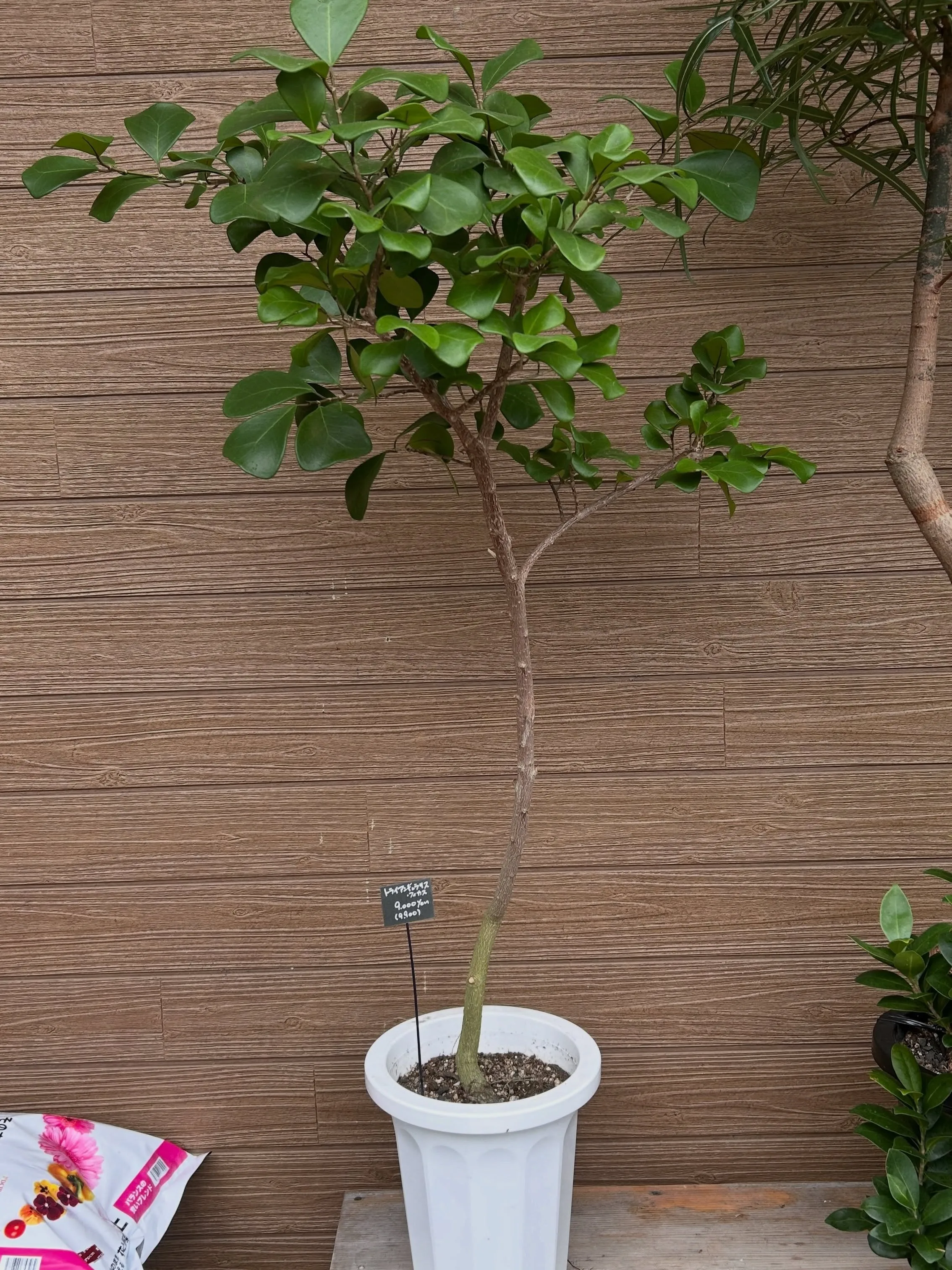 本日6月25日より、月末観葉植物セールです。