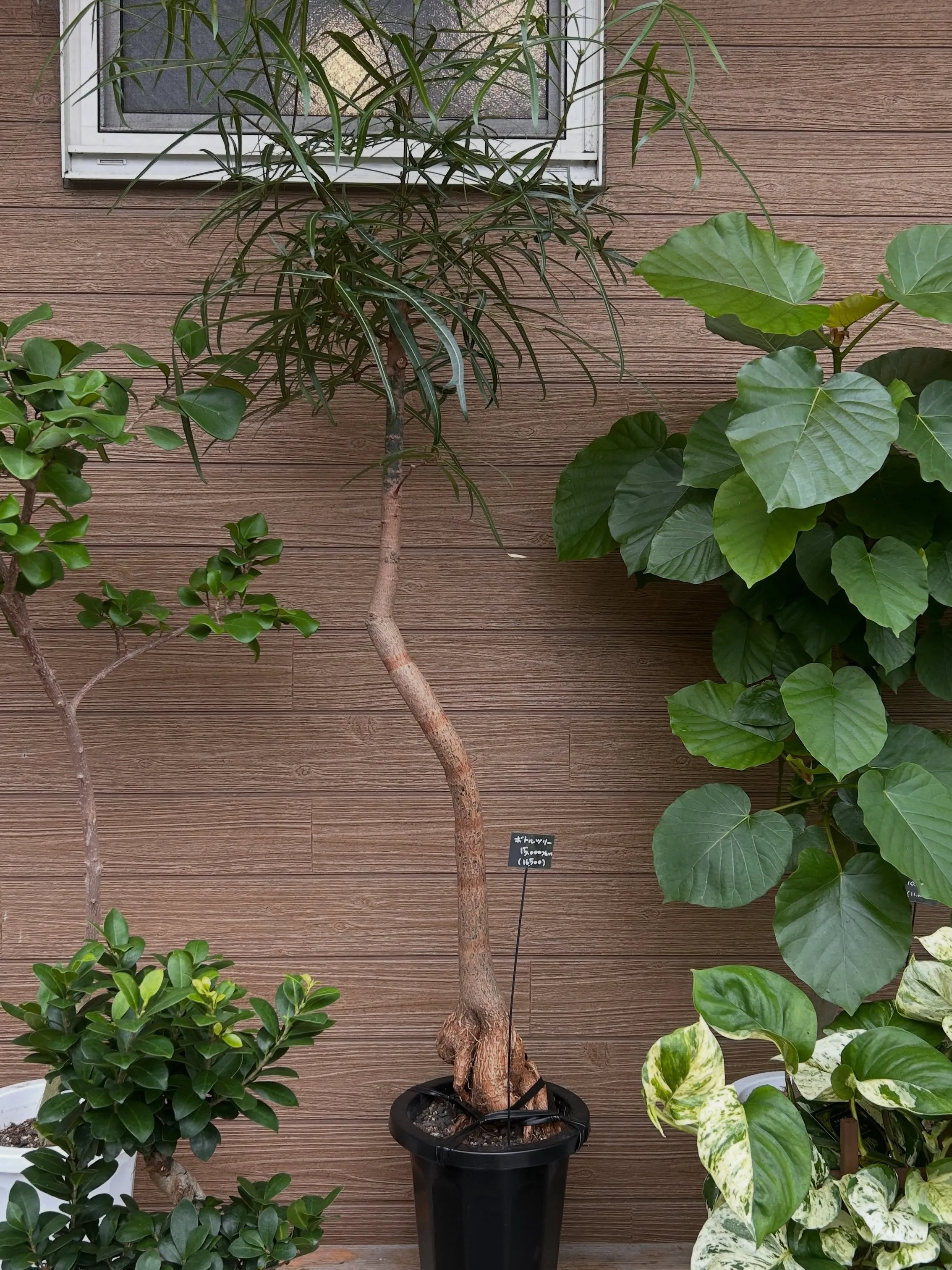 本日6月25日より、月末観葉植物セールです。