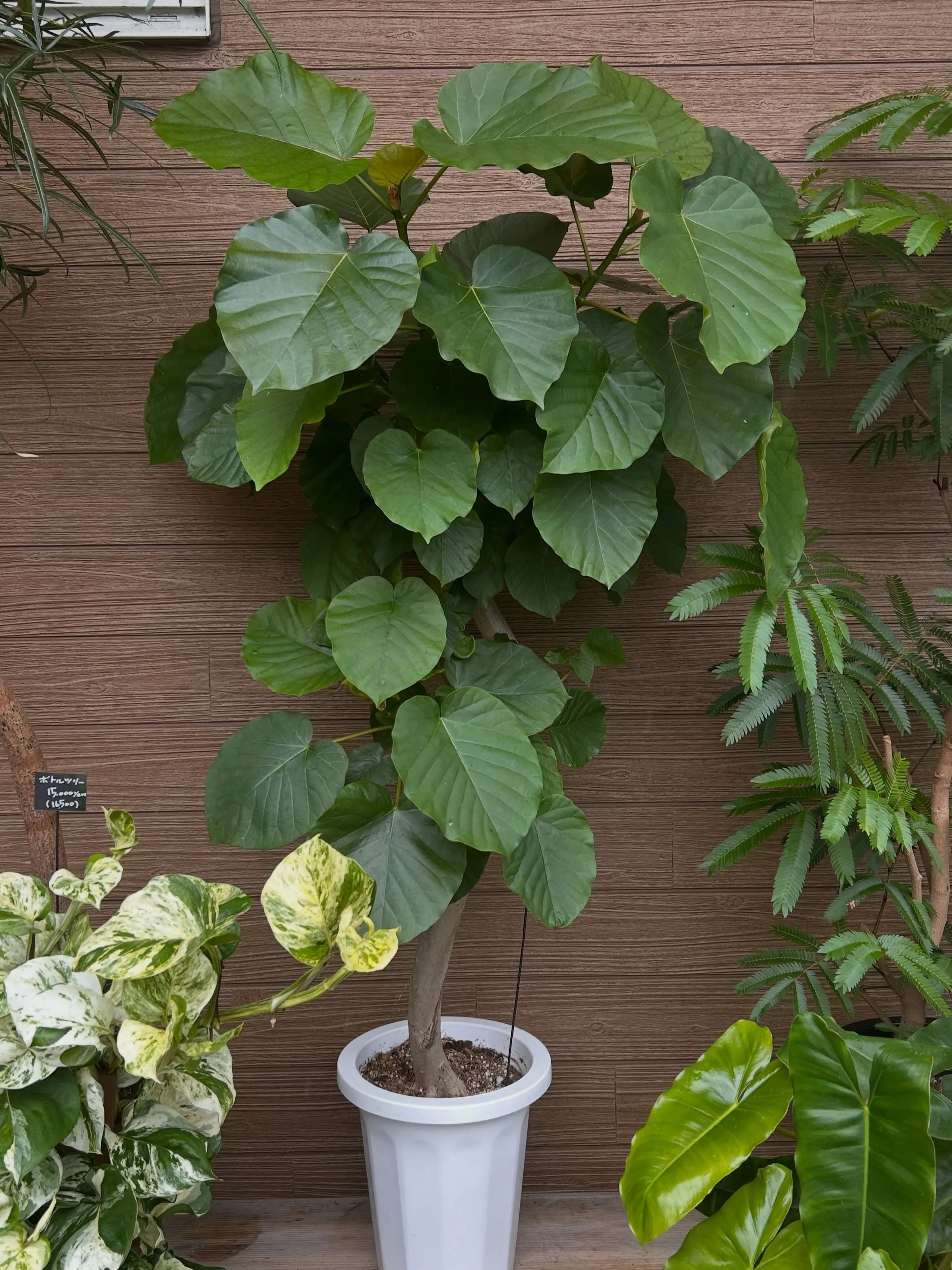 本日6月25日より、月末観葉植物セールです。