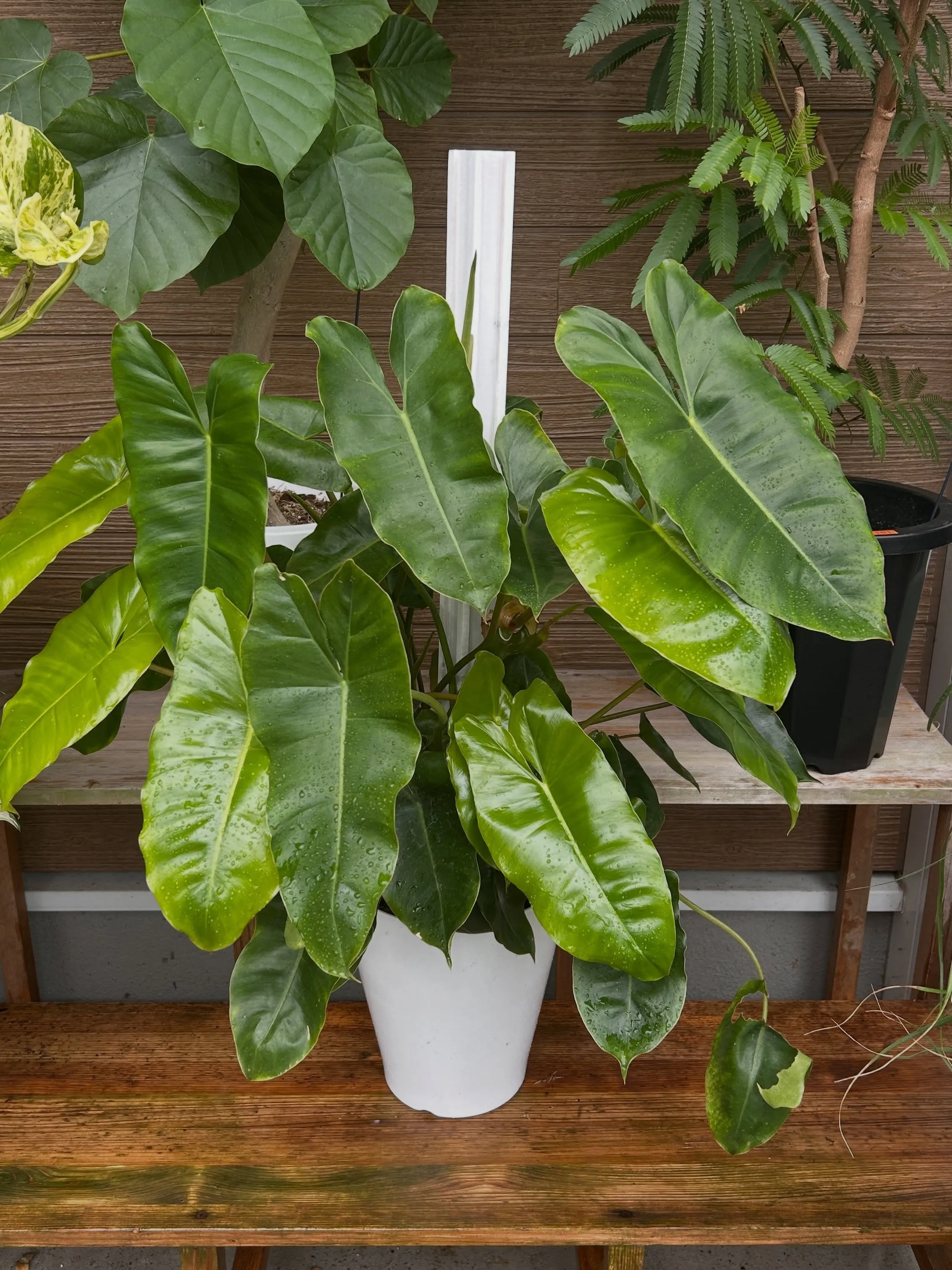 本日6月25日より、月末観葉植物セールです。