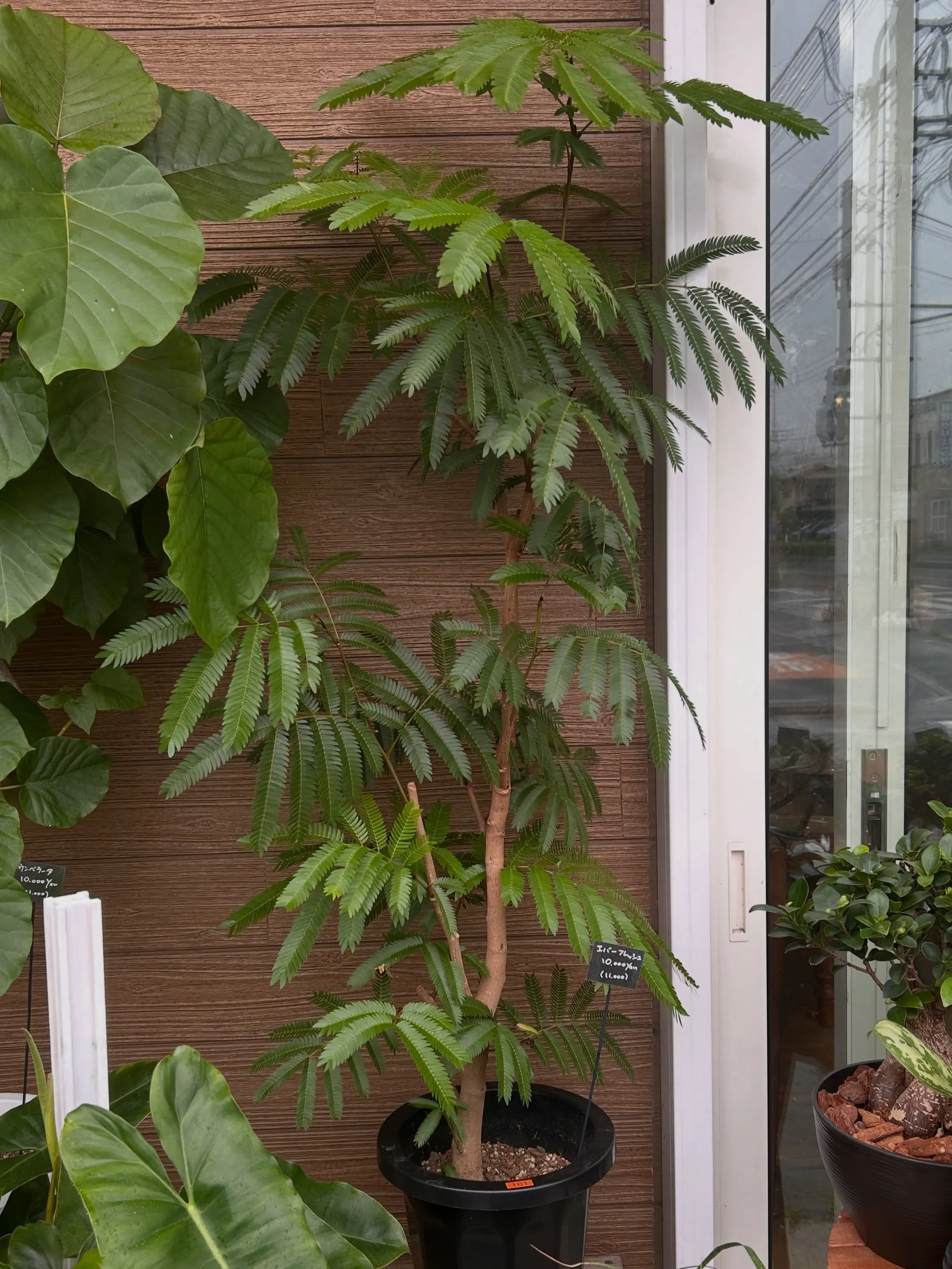 本日6月25日より、月末観葉植物セールです。