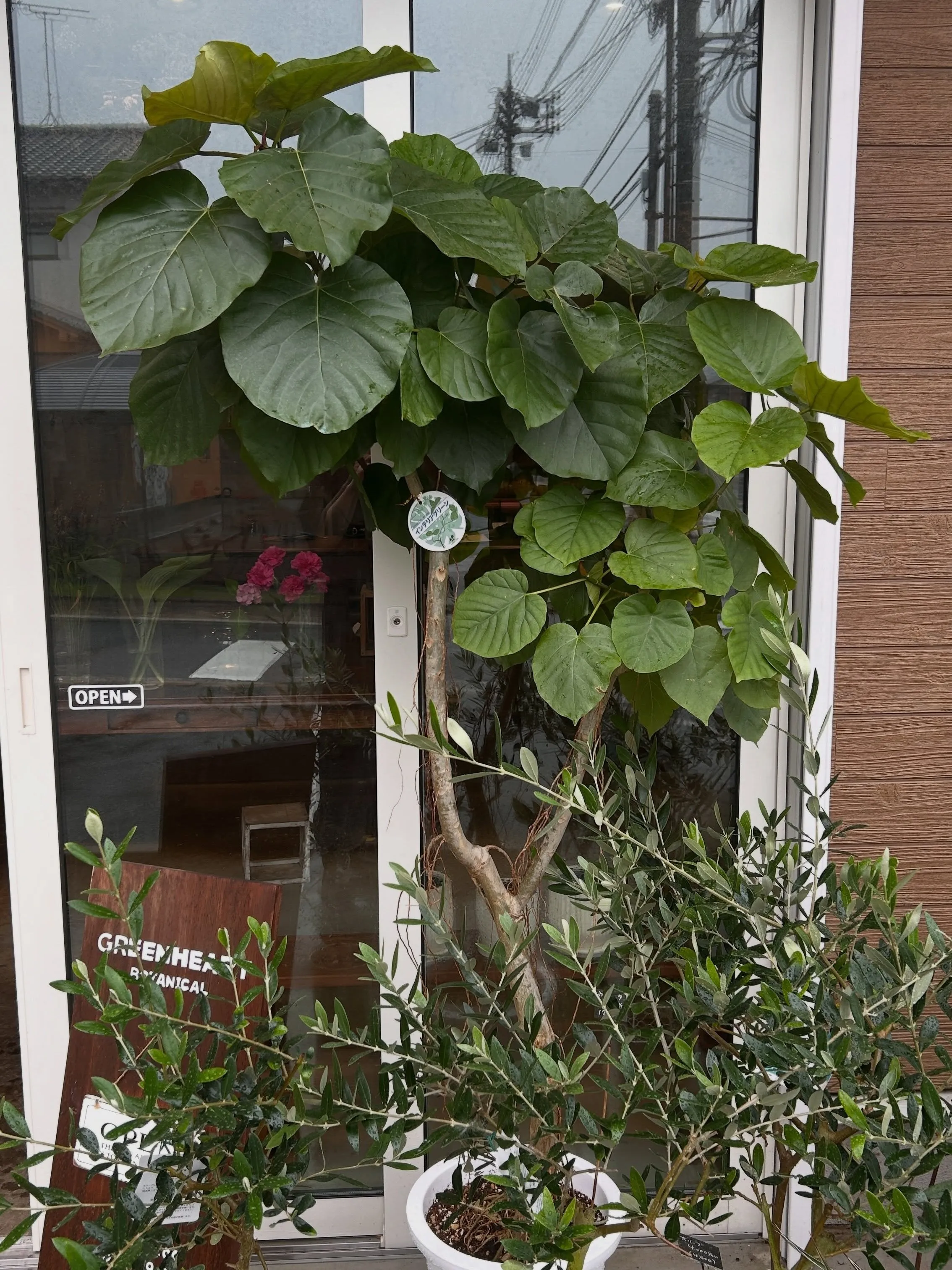 本日6月25日より、月末観葉植物セールです。