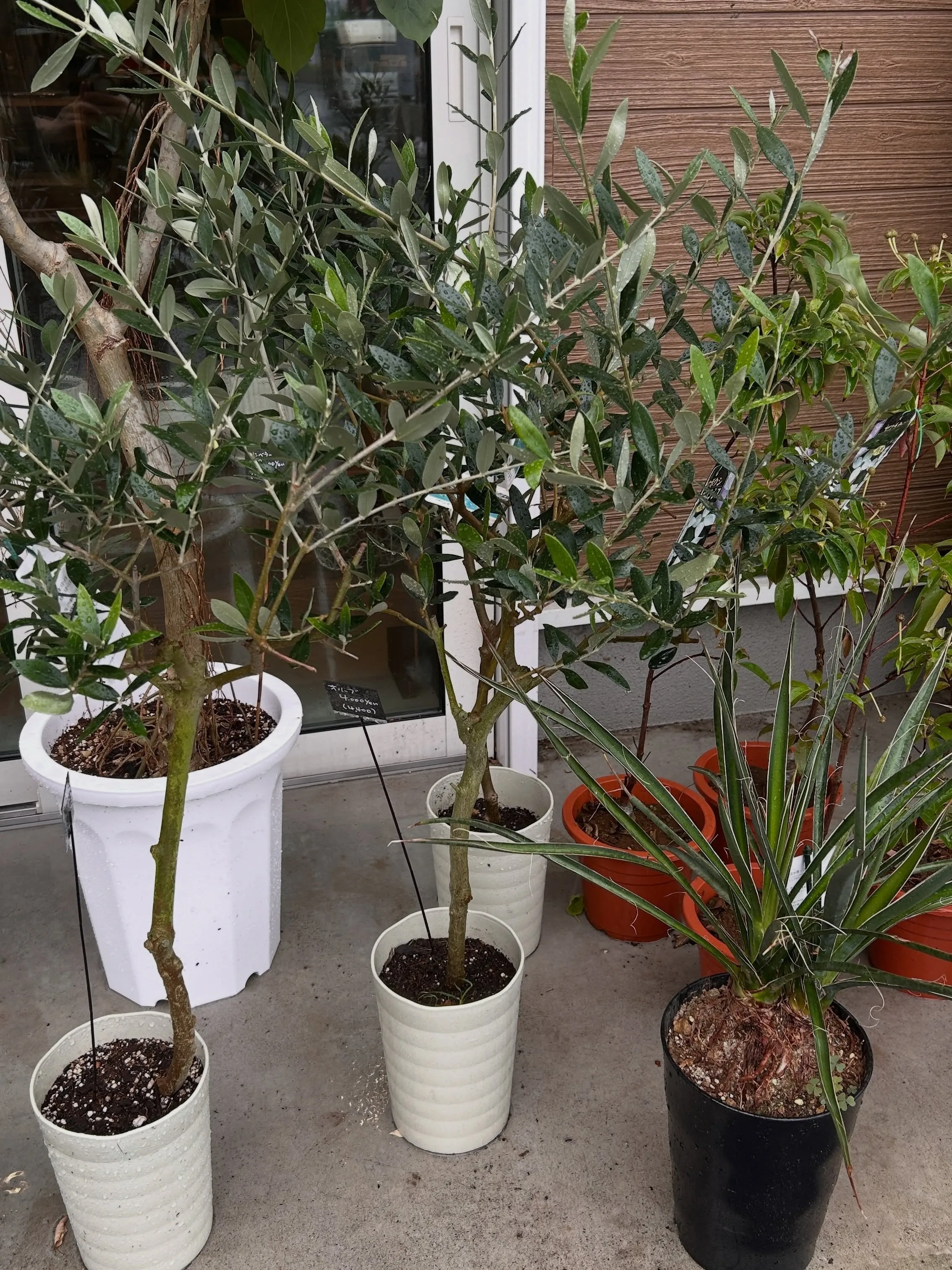 本日6月25日より、月末観葉植物セールです。