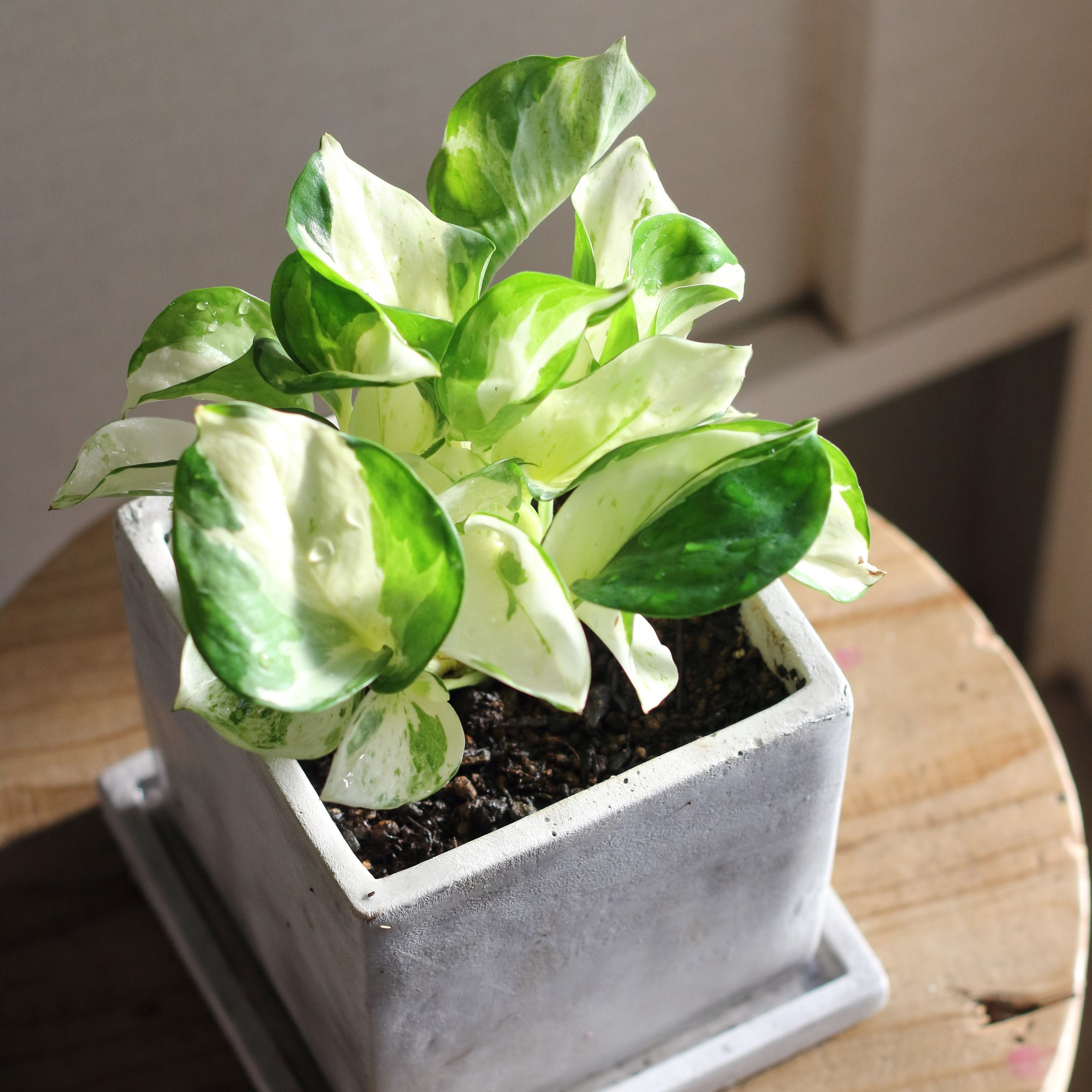 観葉植物