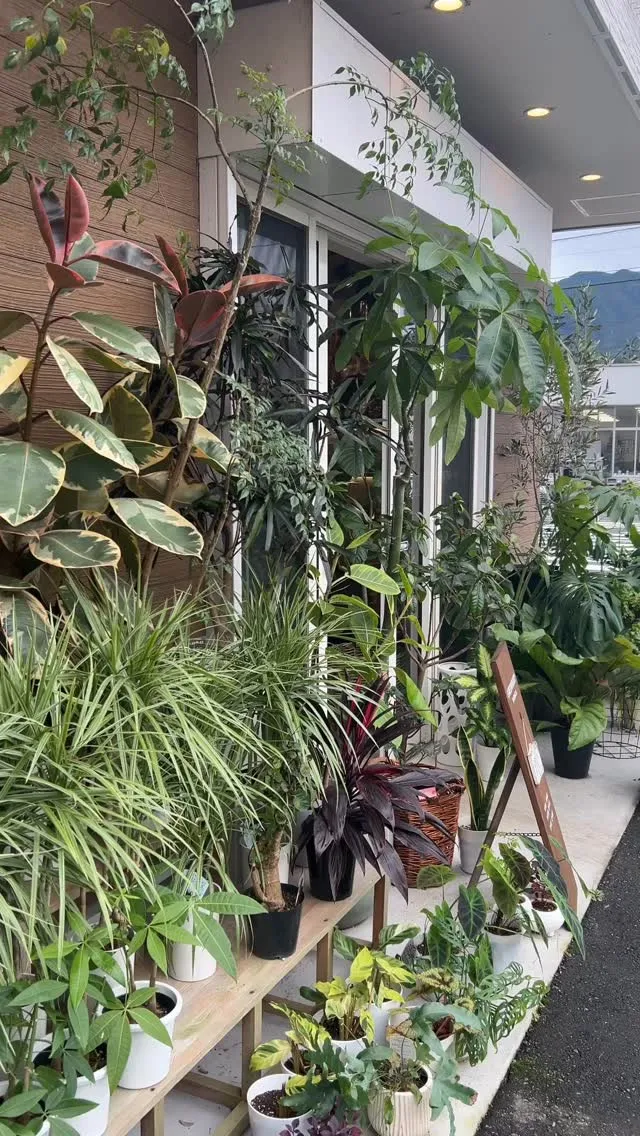 毎年10月末に行っている、観葉植物のハロウィンセールについて...